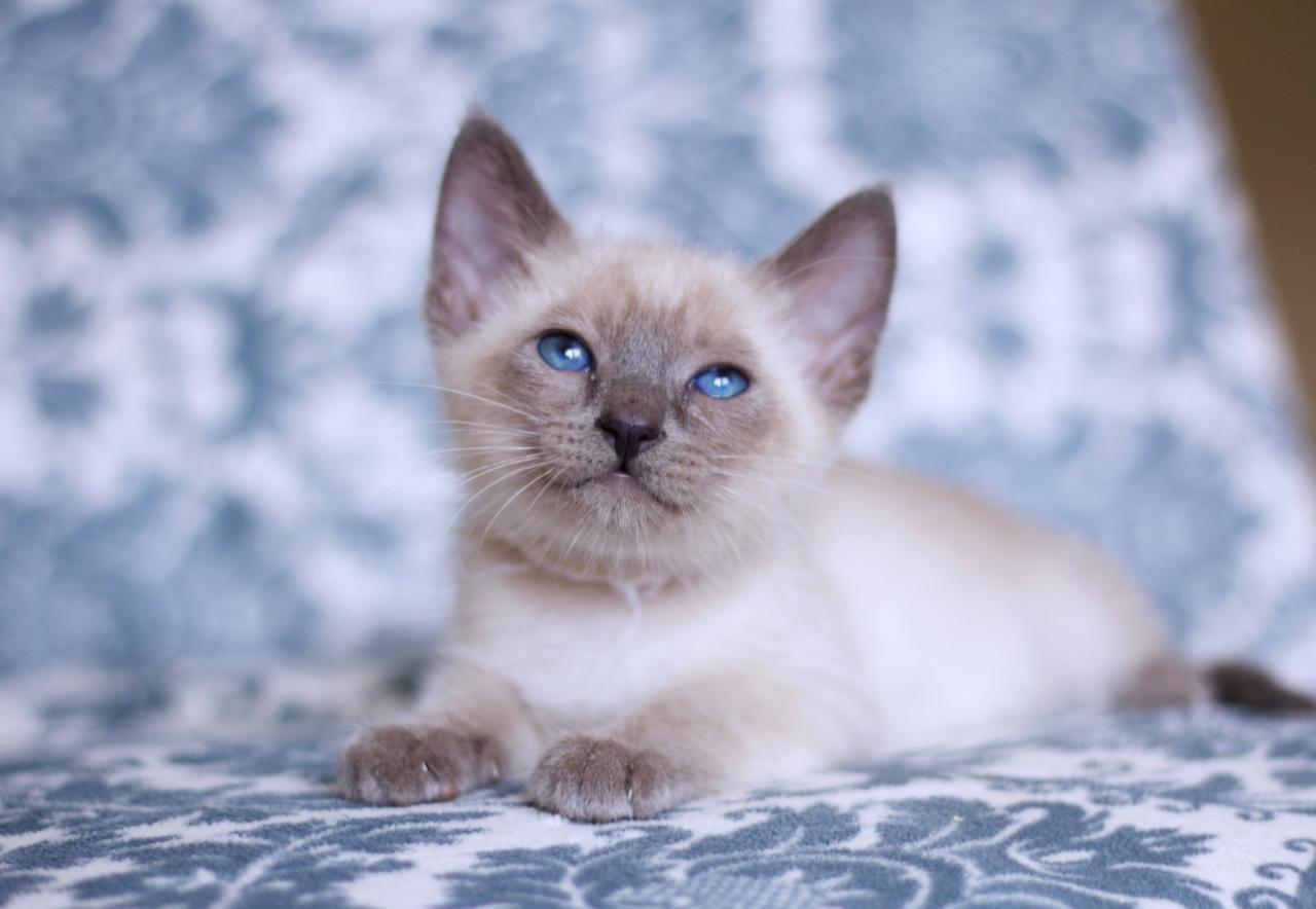 Blue Point Siamese Kittens For Sale Near Me