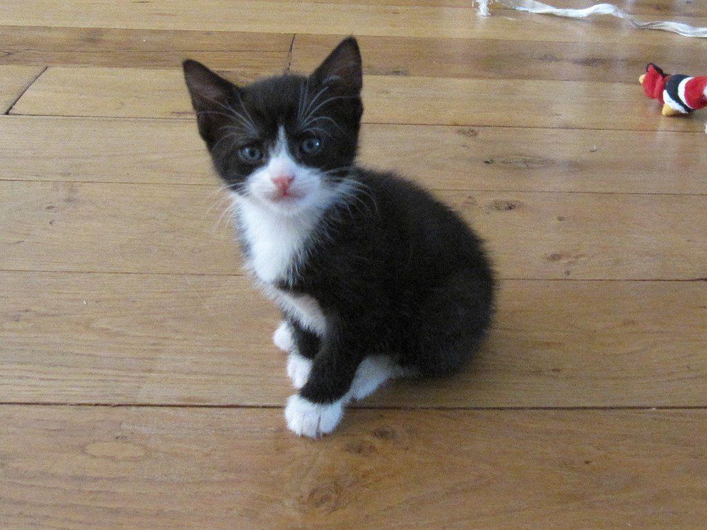 Black And White Kittens Near Me