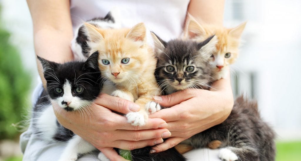 When Can Kittens Be Adopted