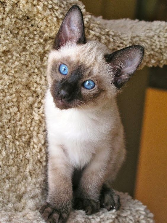 Siamese Mix Kittens For Sale