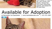 Nyc Kittens For Adoption