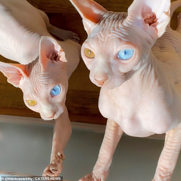 Sphynx Cat Adoption Near Me