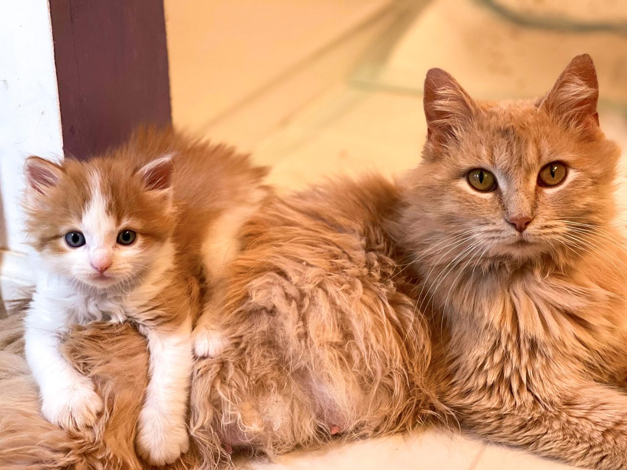 Orange Petsmart Near Me Cat Adoption