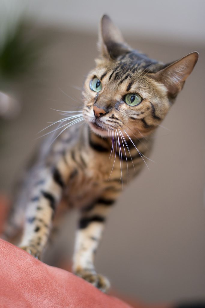 Ocicat Kittens For Adoption