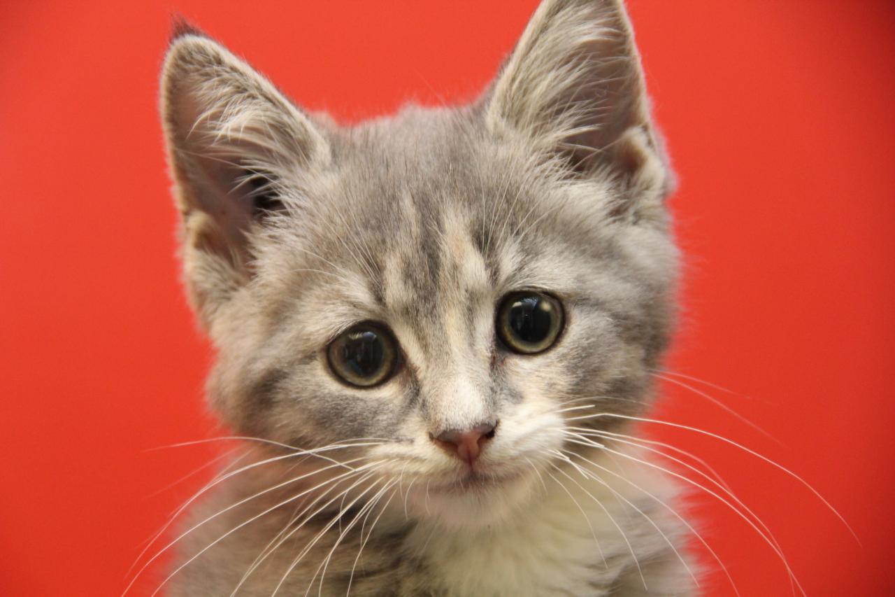 Cats For Adoption At The Humane Society