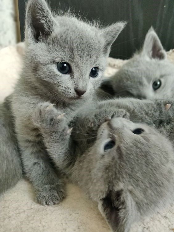 Grey Cats For Adoption Near Me