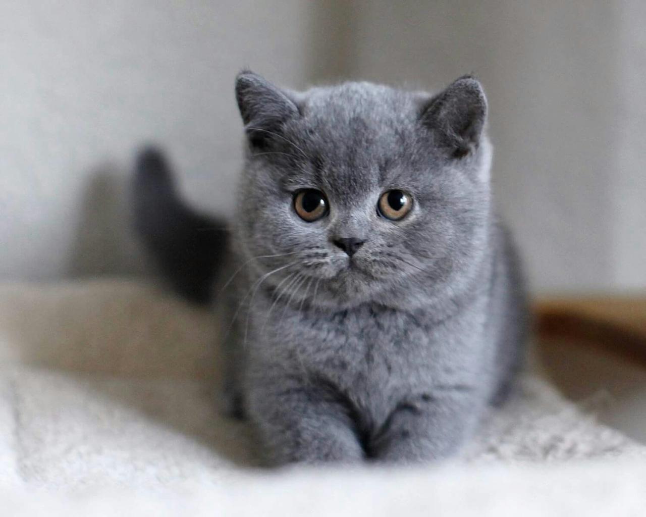 British Shorthair Cats For Adoption Near Me