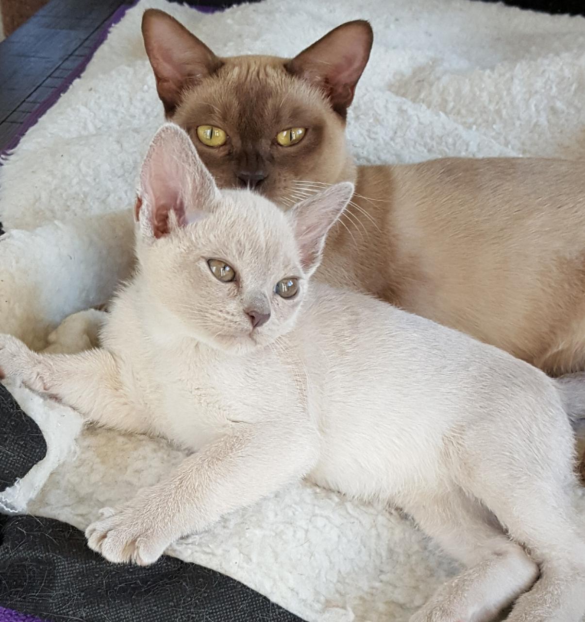 Burmese Kittens For Adoption