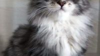 Maine Coon Kittens For Adoption