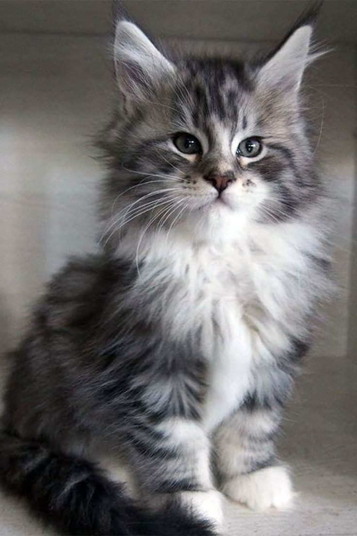 Maine Coon Kittens Near Me For Adoption