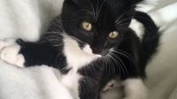 All Anchorage Kittens For Adoption