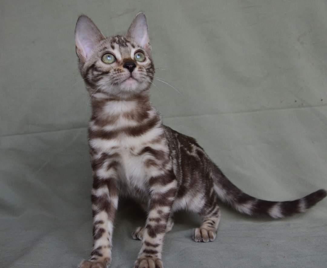 Bengal Adoption