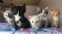 Bonded Kittens For Adoption