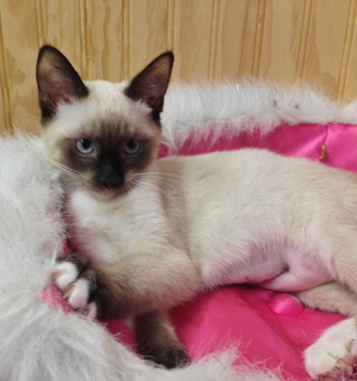 Adopt Siamese Kitten Near Me