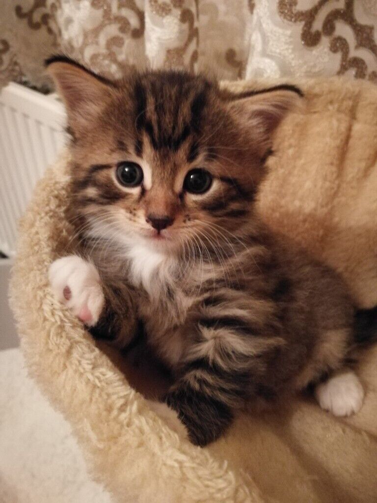 Long Hair Kittens Near Me