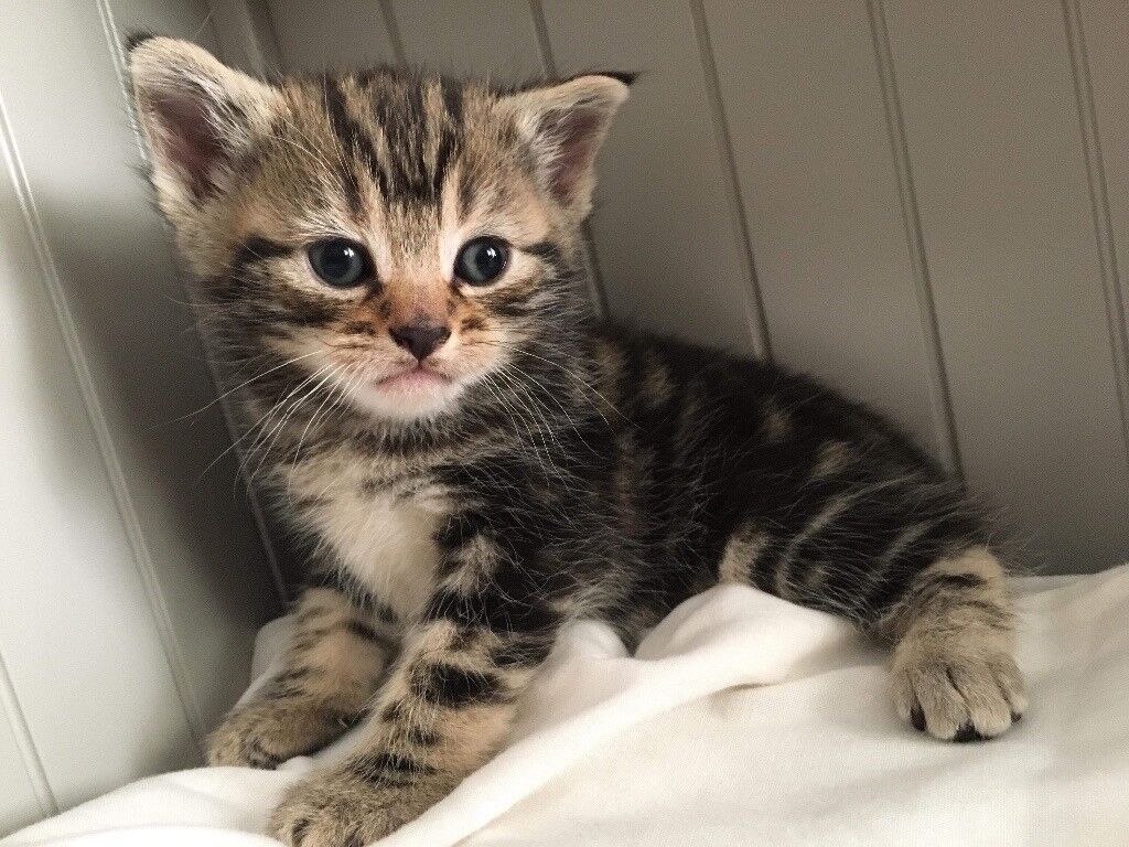 Tabby Cat Kittens For Sale