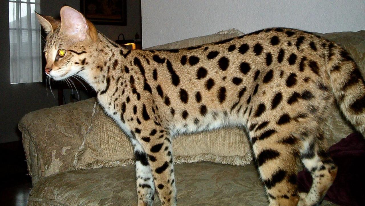 Savannah Cats Near Me