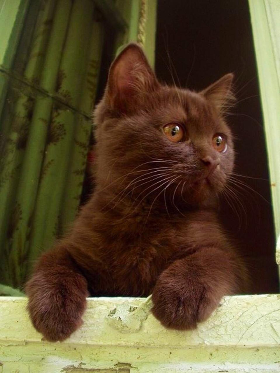 Brown Kitten For Adoption