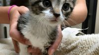 Petfinder Kittens For Adoption