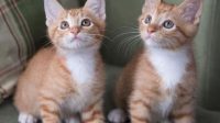 Kittens For Adoption In San Diego