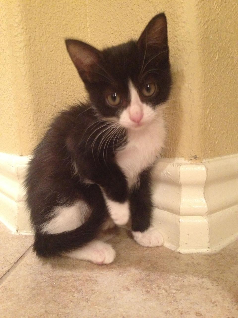 Tuxedo Kittens For Adoption