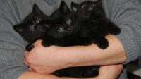 Black Kittens For Adoption Near Me