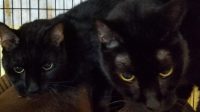 Declawed Purebred Petbarn Kittens For Adoption