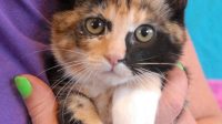 Pictures Of Kittens For Adoption