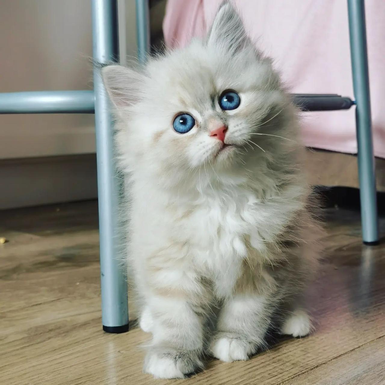 Siberian Kitten For Sale Near Me