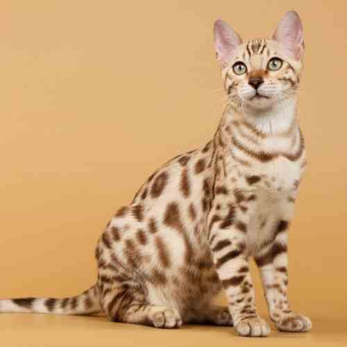 Bengal Cat Adoption