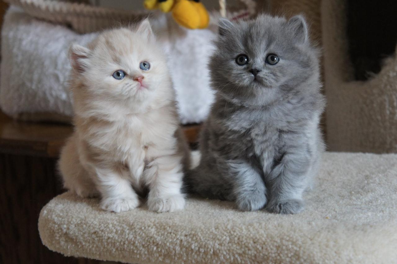 Domestic Long Hair Kitten