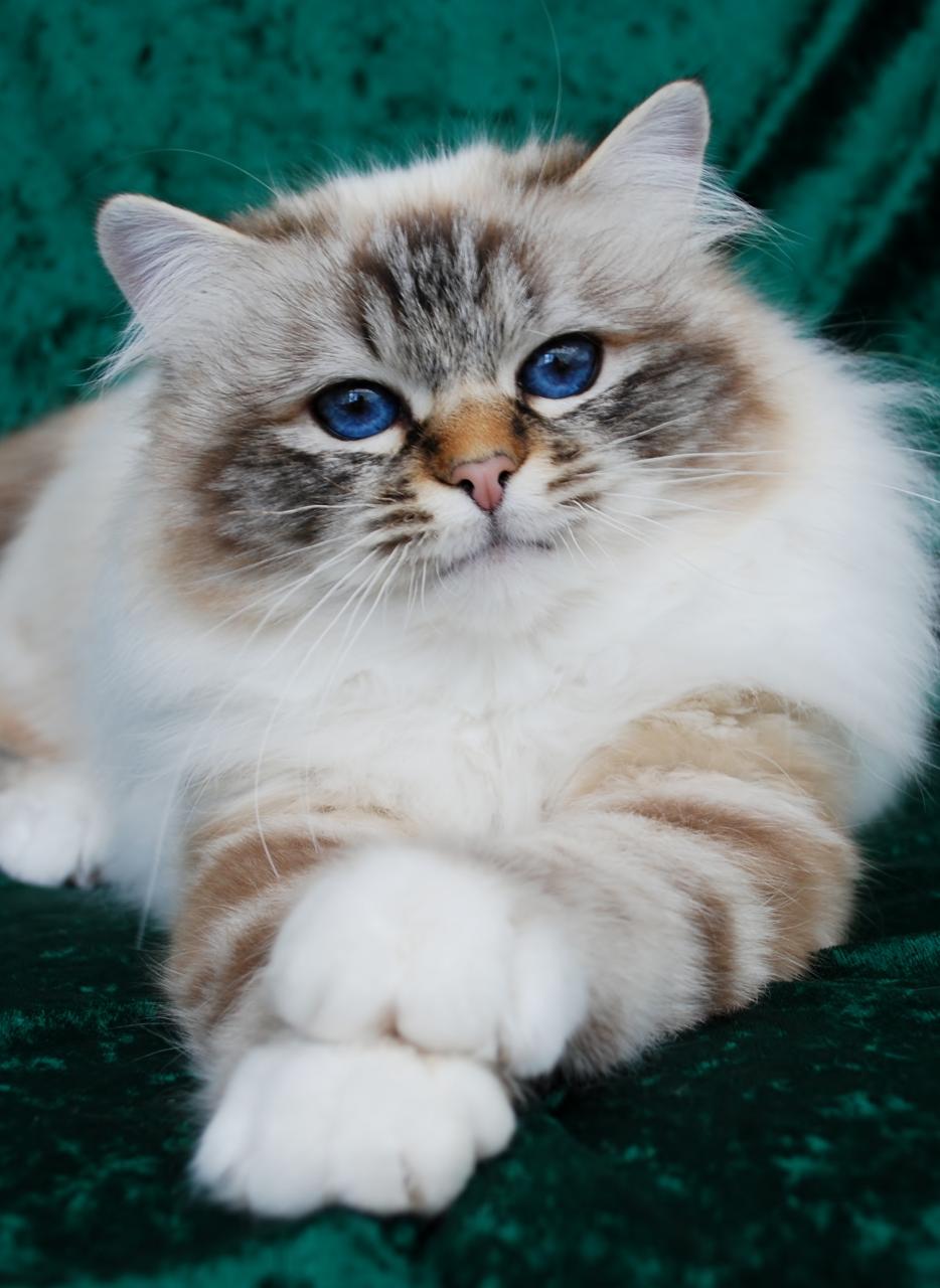 Birman Cat Adoption