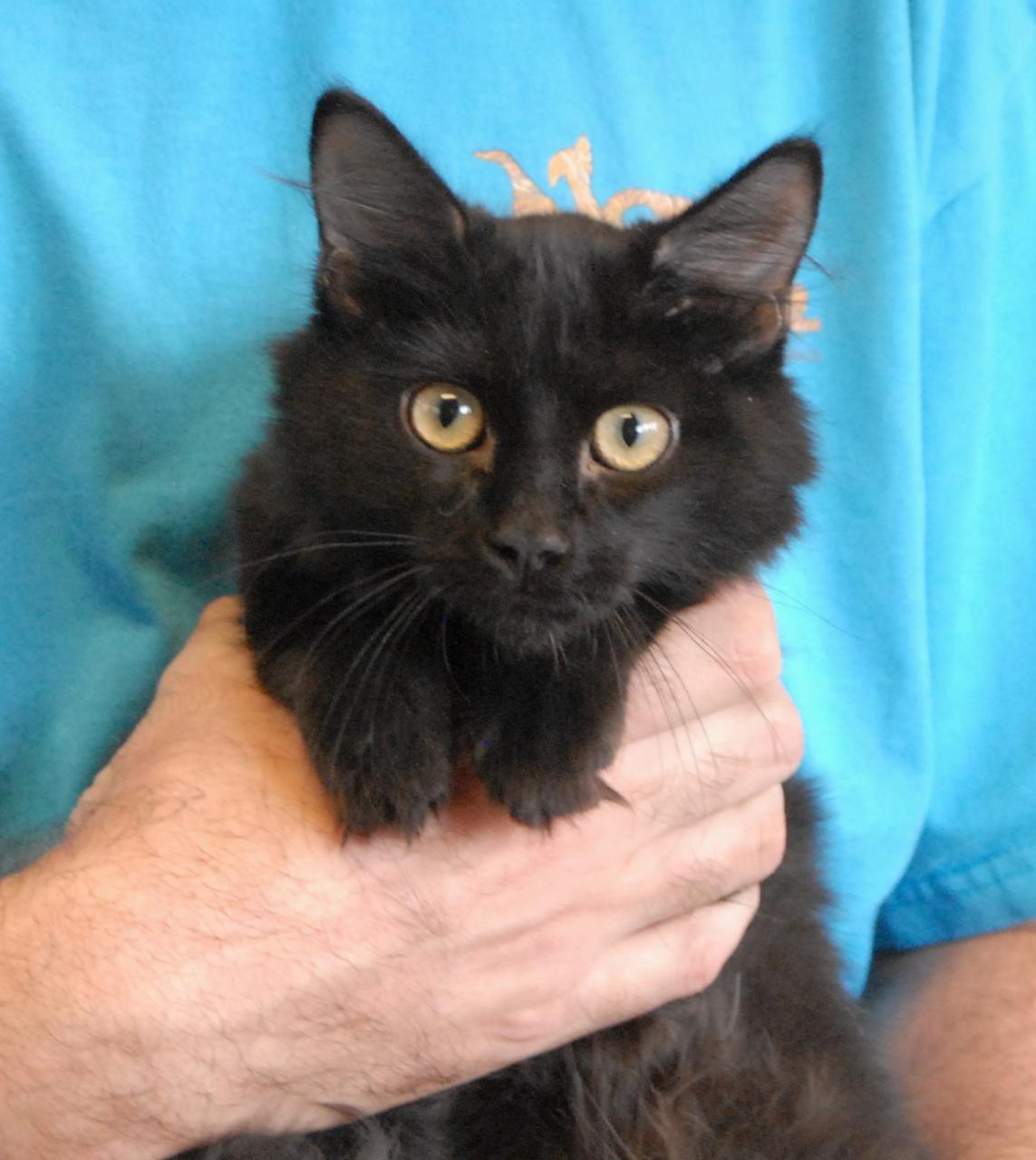 Polydactyl Kittens For Adoption