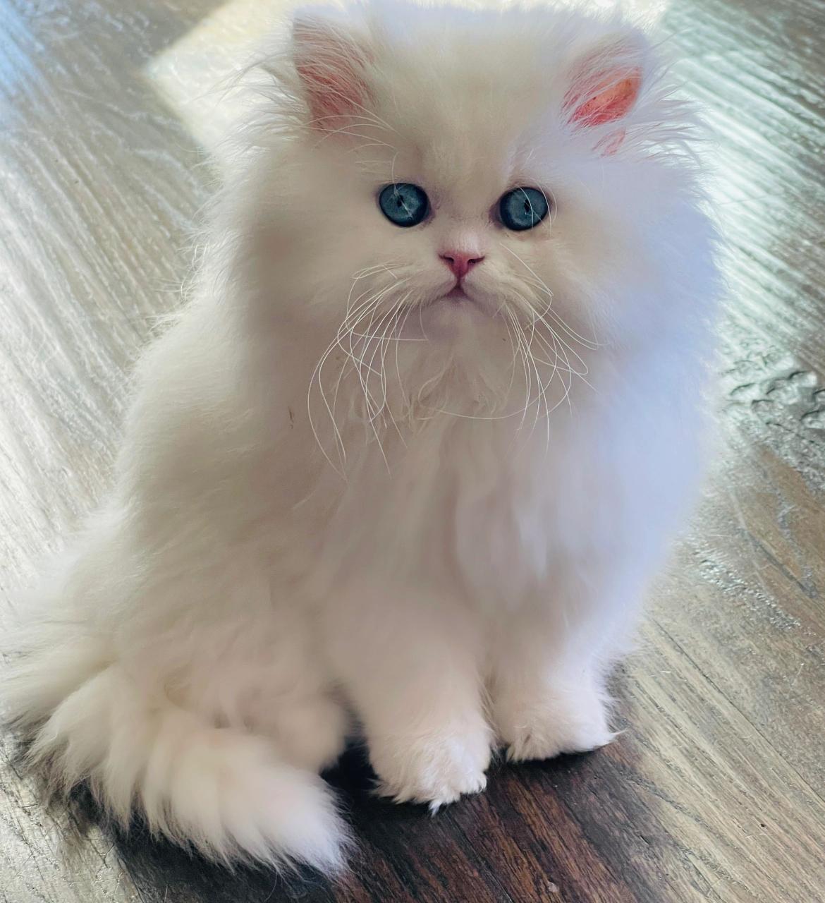 Persian Kittens For Sale Near Me Craigslist