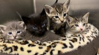 Jacksonville Kittens For Adoption