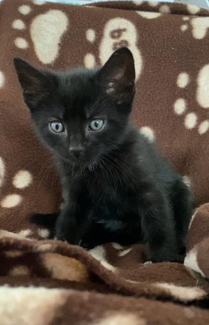 Kitten Rehome Near Me