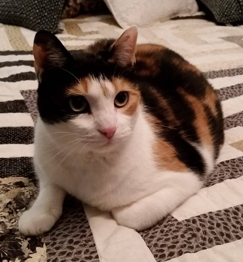 Calico Cat For Adoption Near Me