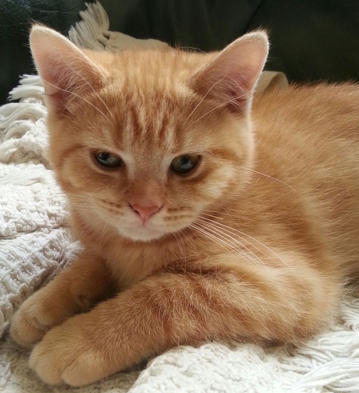 Orange Orange Kittens For Adoption