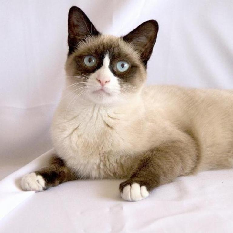 Snowshoe Cats For Adoption Near Me