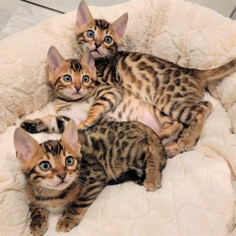 Bengal Cats Near Me