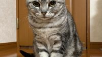 American Shorthair Kittens For Adoption