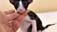 Cornish Rex Kittens For Adoption