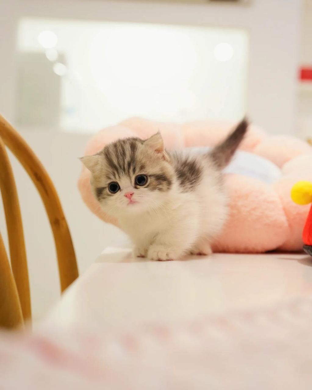 Munchkin Kittens For Sale Craigslist