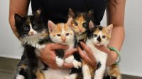 Animal Awl Kittens For Adoption