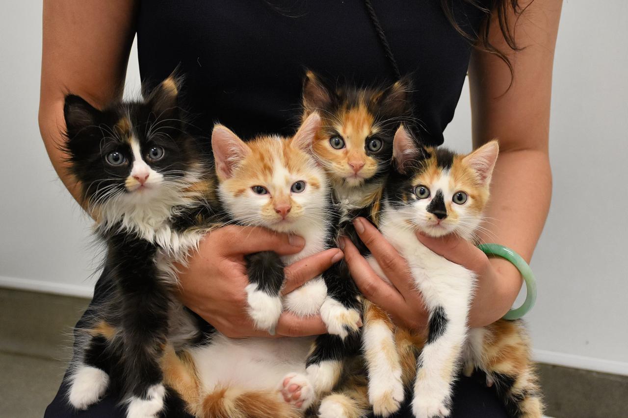 Kitten Adoptions Today Near Me