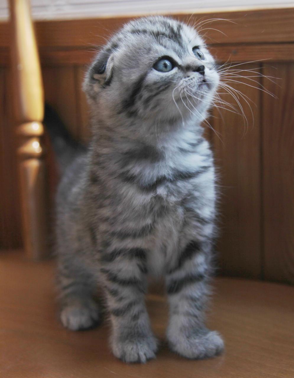 Scottish Fold Kittens For Adoption