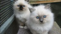 Birman Kittens For Adoption