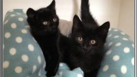 Black Kittens For Adoption