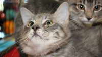 Kittens For Adoption In Phoenix