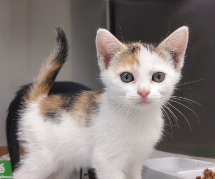 Calico Kittens Near Me